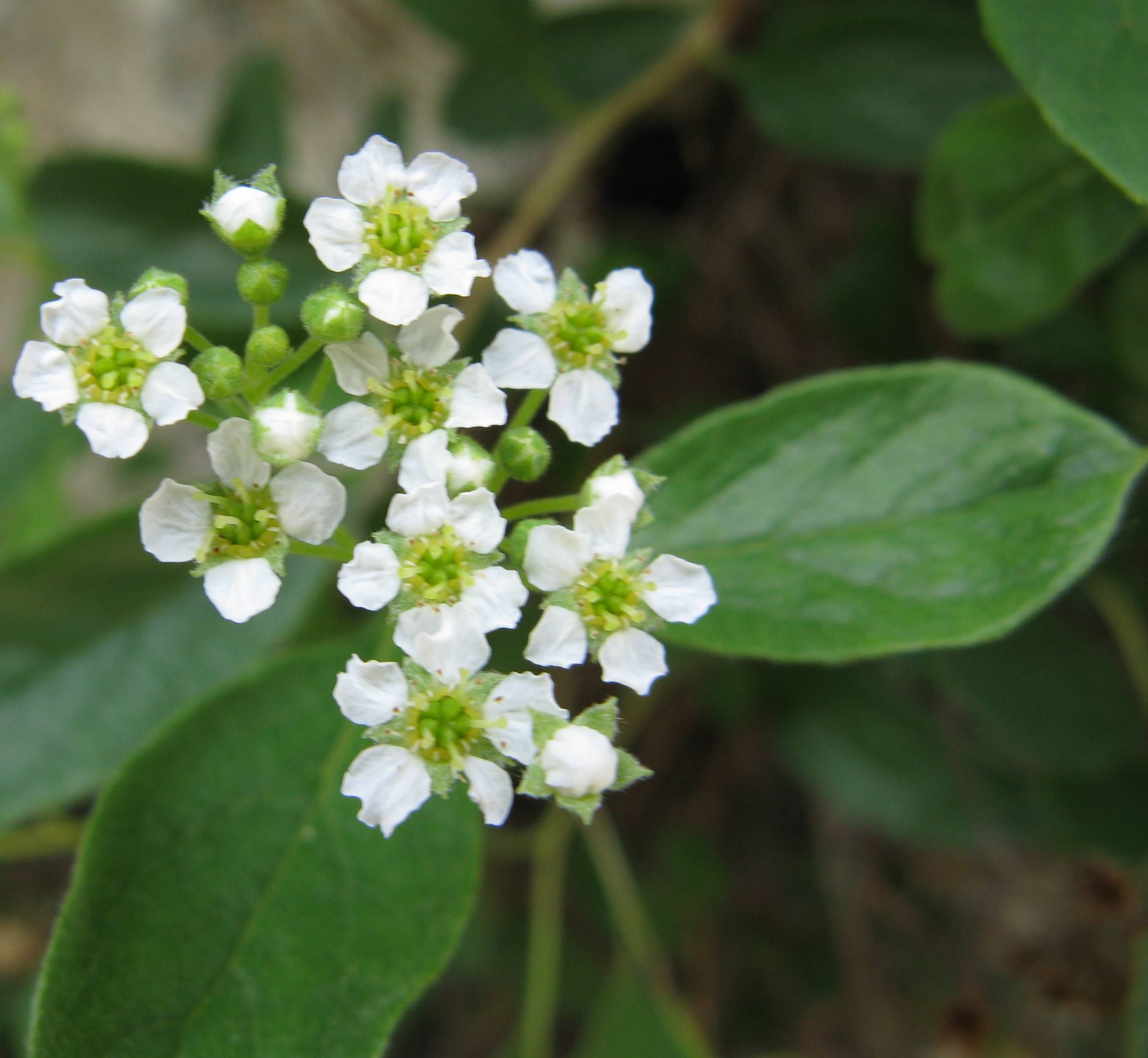 Spiraea decumbens / Spirea di Hacquet